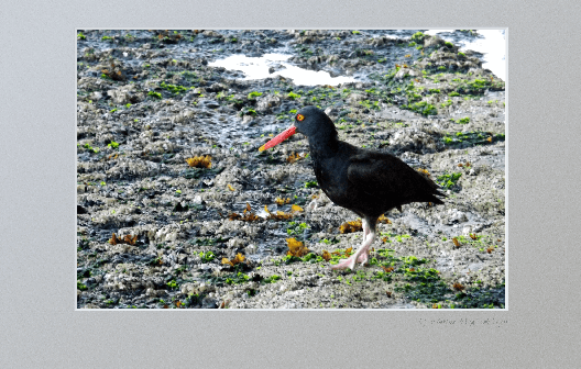 An oyster catcher bird on the old road around Hug Point